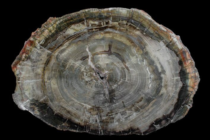 Petrified Wood (Araucaria) Round - Madagascar #170437